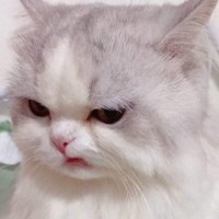 Profile picture for user nonnon6250
